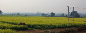 Mustard fields, Eternal favorite, uttar pradesh, india