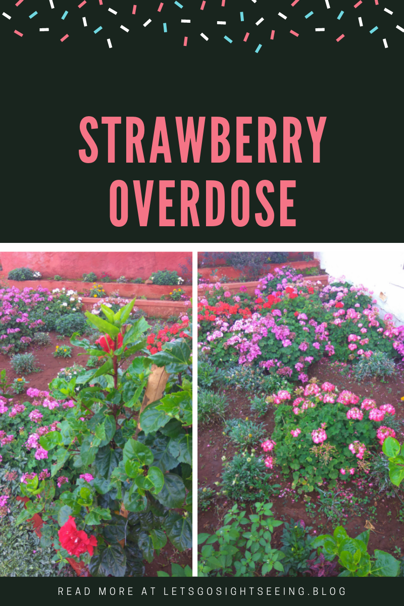 Strawberry Overdose, Mahabaleshwar